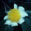 Camellia octopetala